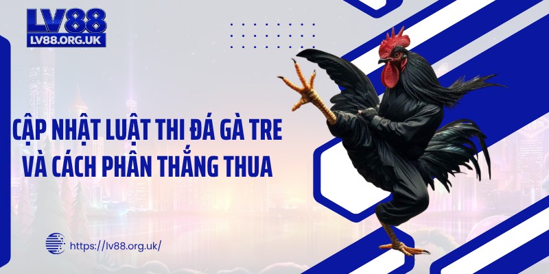 Cập nhật luật thi đá gà tre và cách phân thắng thua